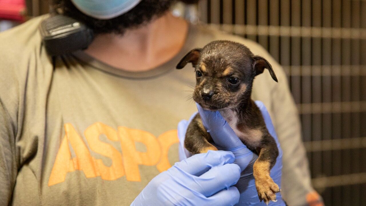 Dog Rescue Lake Charlesx